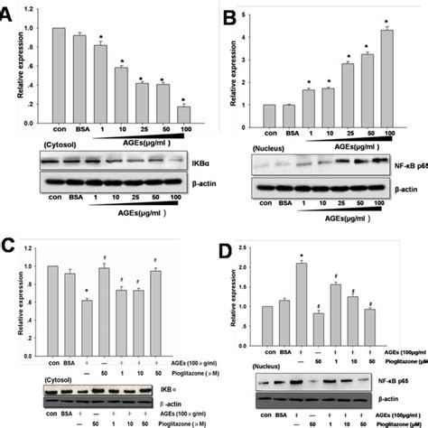 Induction Of Il 1α Il 1β Tnf α And Mmp 13 Expression By Age Bsa In