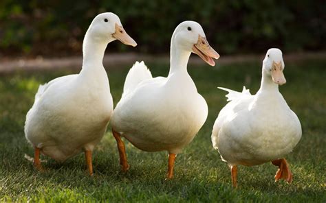 Pekin Duck - Breed Profile & Facts - LearnPoultry