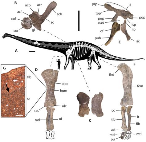 ‘dreadnoughtus Schrani A New Genus Of Gigantic Dinosaur Discovered