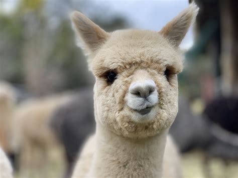 Alpacas For Sale In The Hunter Valley Little Valley Farm — Little