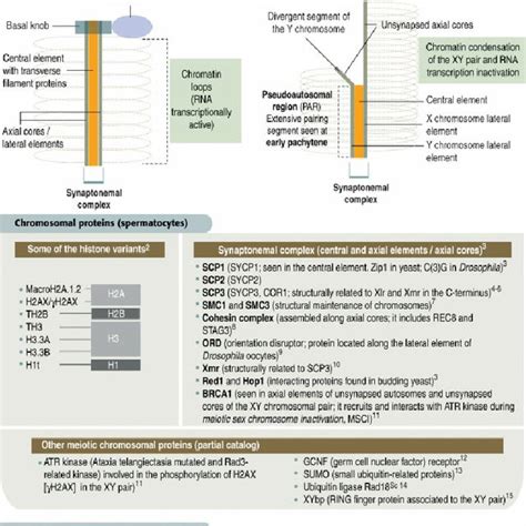 Diagrammatic Representation Of Nucleolar Organization Chromosomal