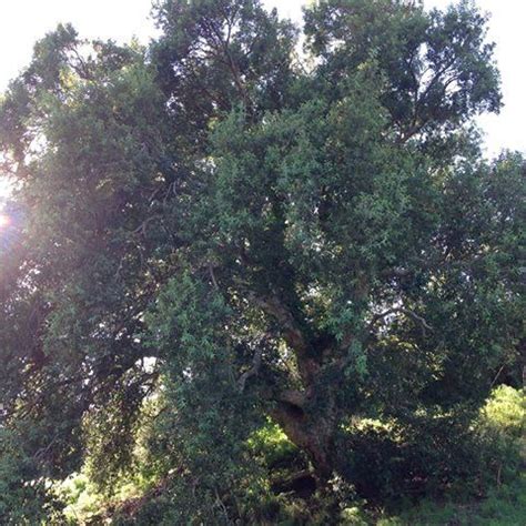 The Sun Shines Through The Branches Of An Oak Tree In A Grassy Area On