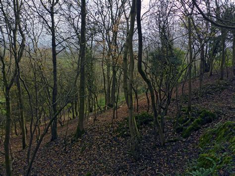 Photographs of Crook Peak, Somerset, England: Woodland