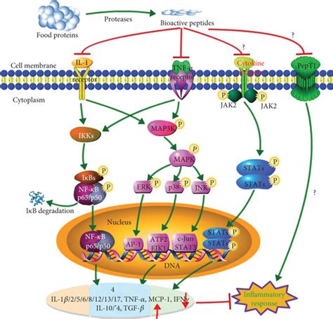 Schematic Diagram Of Possible Anti Inflammatory Mechanism Of Bioactive