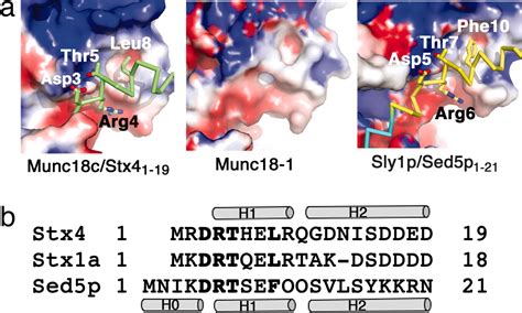 Structure Of The Munc18csyntaxin4 N Peptide Complex Defines Universal