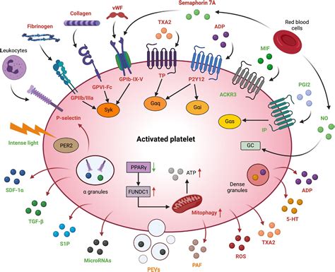 What Do We Know About Platelets In Myocardial Ischemia Reperfusion