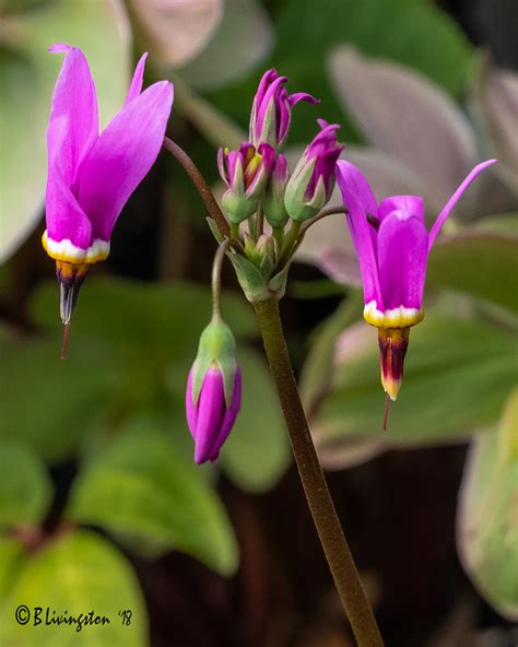 Shooting Star Dodecatheon Well Sweep Herb Farm Port Murray Bruce