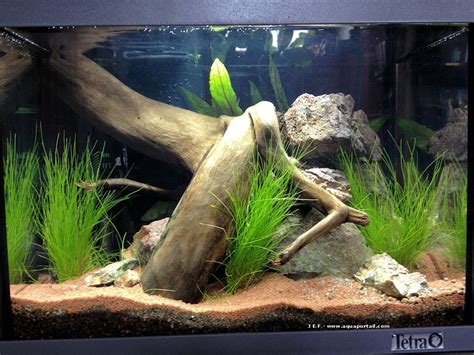 Large Driftwood And Planted Aquarium Live Aquarium Plants Nature