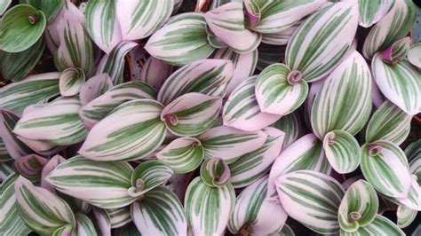 Bird's Nest Snake Plant Care - How to Grow a Sansevieria Hahnii