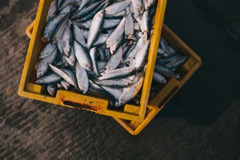 Como saber se o peixe está fresco Mundo da Nutrição