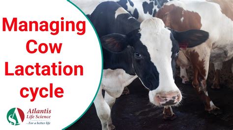 Managing Cow Lactation Cycle By Dr Nicky Omolo Youtube