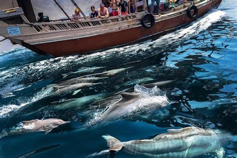 Dolphin Watching And Snorkeling In Muscat Oman