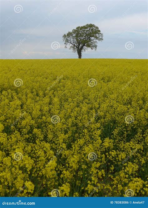 rapeseed tree 3