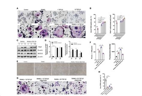 Effects Of Treatment Of RAW264 7 Cells With Various Concentrations Of