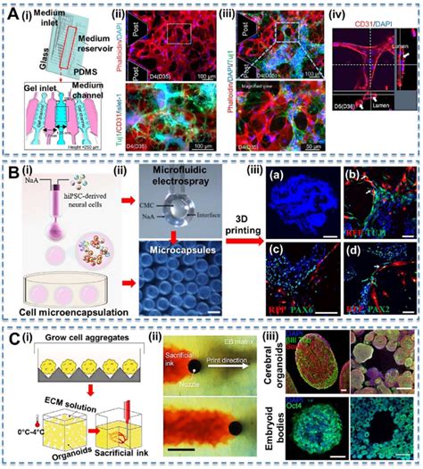 Micro Nano Devices To Vascularize In Vitro D Brain Organoids A I