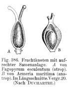 Samenanlage – AnthroWiki