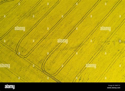 Aerial view of Canola field, Midwest, Western Australia Stock Photo - Alamy