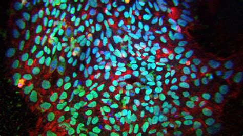 Medicine Nobel Prize Awarded To Researchers For Reprogramming Mature