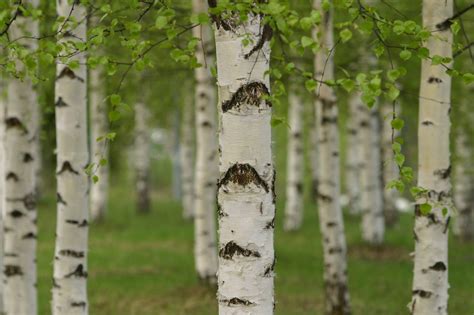 Birch HD Pics