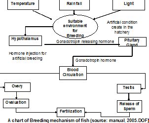 Methods of Induced Spawning In Fish - Agric4Profits