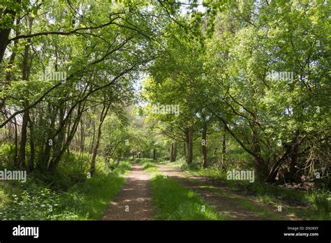 Disused Railway Walking Trail Path Cycleway Through Forest With Dappled