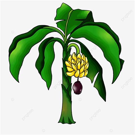 The Best Banana Tree clip art Examples for Your… – Find Art Out For ...