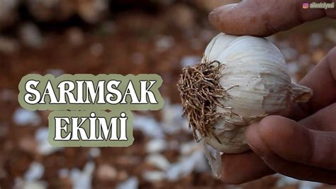 Sarımsak Ekimi Sarımsak Nasıl Ekilir Taşköprü Sarımsağından Ekim