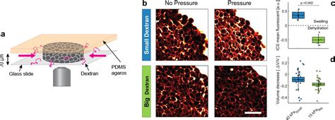 Extracellular Matrix In Multicellular Aggregates Acts As A Pressure