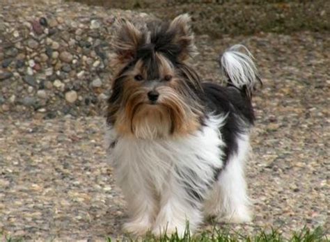 Biewer Terrier Info, Temperament, Puppies, Pictures