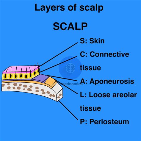 Mnemonic: layers of SCALP : r/Anatomy