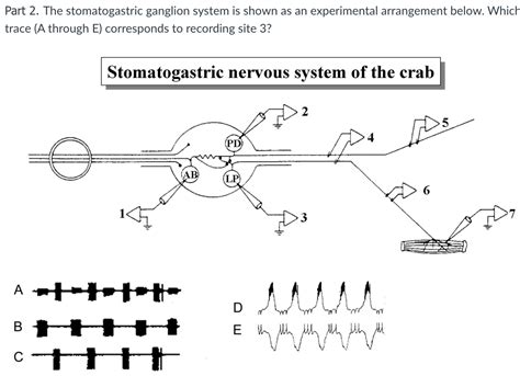 Solved Part 1 The Stomatogastric Ganglion System Is Shown Chegg