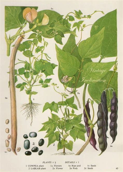 This Item Is Unavailable Etsy Vintage Botanical Prints Vegetable