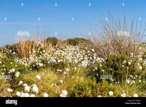 The Fruiting Plant Of The Cotton Grass Eriophorum Angustifolium Blowing In The Wind On