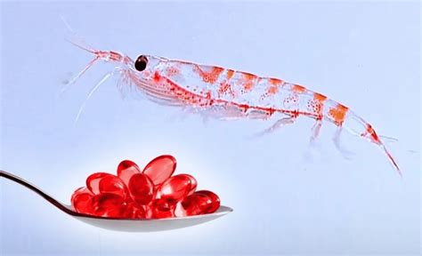 Aceite De Krill 【4 Beneficios Según La Ciencia】