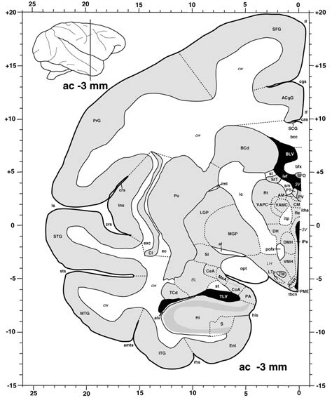 Atlas Of The Primate Brain