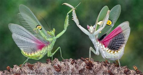 Orchid Mantis Wings