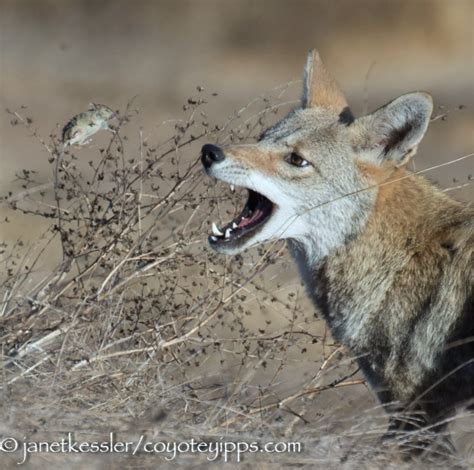 Coyote Eating Habits in SF: Gallery | Coyote Yipps