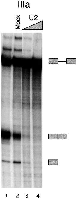 Oligonucleotide Directed Rnase H Cleavage Of The End Of U Snrna