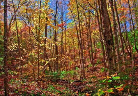 4K 5K Autumn Forests Trees Foliage HD Wallpaper Rare Gallery