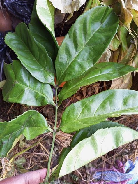 Hysope Africaine Plant Leaves Plants Leaves