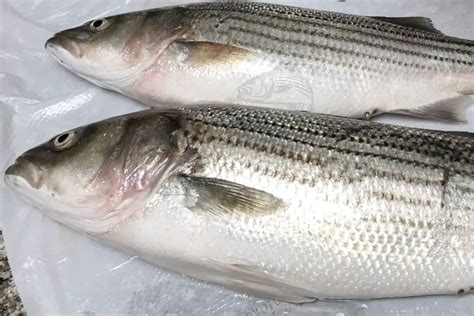 Whats The Difference Between Striped Bass White Bass And Hybrid Striped Bass Surfcasting