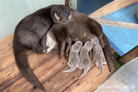 鳥羽水族館（toba Aquarium） On Twitter こんにちは、赤ちゃんたち 6月28日、コツメカワウソのアサヒとキワに