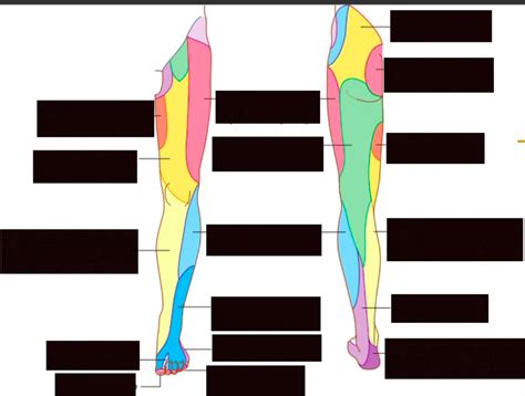 named nerve cutaneous regions Diagram | Quizlet