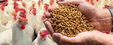 POULTRY FARMERS TOLD TO TEST CEREALS Poultry Farmers In The District