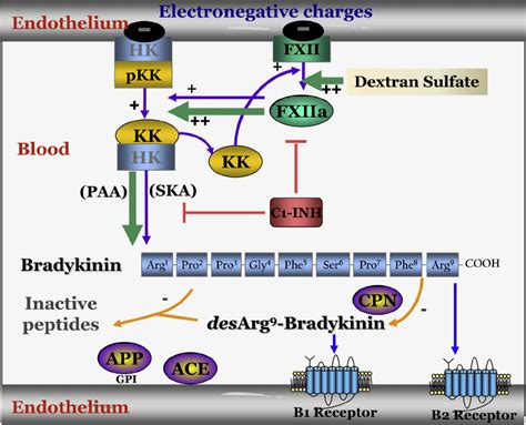 The Kallikrein Kinin System BK Generation And Catabolism The