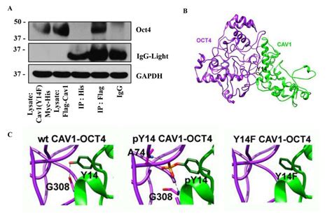 The Effect Of Cav 1 Y14f Mutation On The Interaction Between Cav 1