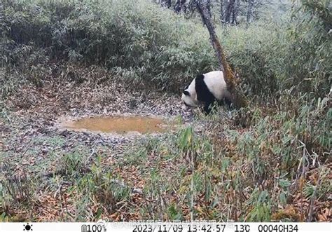 Smart Infrared Cameras Aid Wildlife Monitoring In Chinas Giant Panda National Park Cn