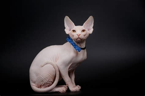 Breed Related Disease Sphynx Cat Bioguardlabs