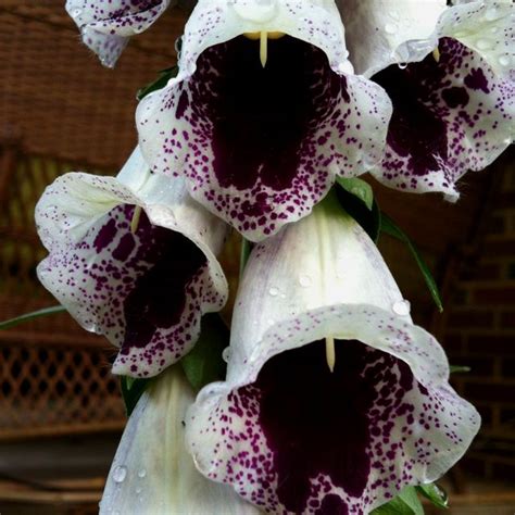 Blooms On My New Fox Glove Plant I Love These Gothic Garden New Fox