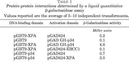 Dna Repair Protein Xpa Binds Replication Protein A Rpa Journal